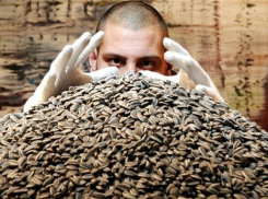 Чисто полузгать: мучкапские любители семечек украли 30 тонн 