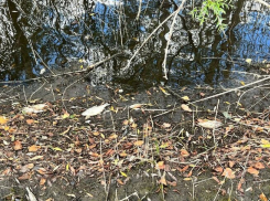 В Жердевском округе наблюдается массовый замор рыбы