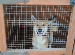 Тамбовский предприниматель займётся отловом бродячих собак в Липецке