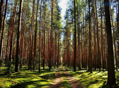 С сегодняшнего дня в регионе действует 5 уровень пожарной опасности