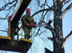 Старые тополя Мичуринска обретут новую крону