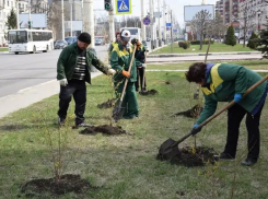 В ближайший месяц в Тамбове планируют посадить 1000 деревьев и 3500 кустарников