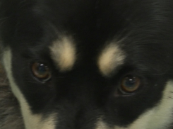 В Тамбовской области фельдшера поликлиники на вызове покусала собака пациентки