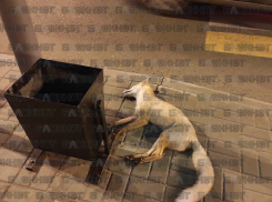 Возле здания УВД на юге Тамбова машина сбила лису