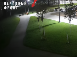 В Тамбове бездомные собаки облаяли маленького ребёнка в «Вернадском»