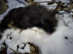 Тамбовчане обнаружили трупы собак в Красненском карьере