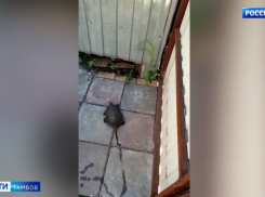 Во двор к тамбовским дачникам заползла редкая черепаха