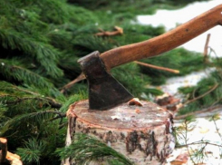 В Тамбовской области началась охота на новогодних «дровосеков»