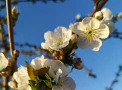 В выходные в Тамбове обещают дождь