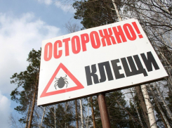 В Тамбовской области появились первые жертвы клещей