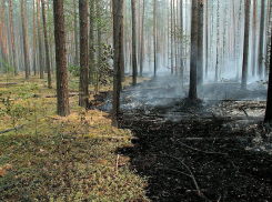 Специалисты Державинского университета реализовали проект по восстановлению лесов после пожаров