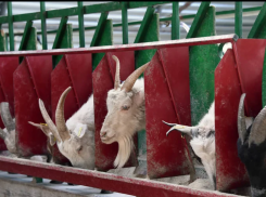 В Тамбовской области возведут самую большую козью ферму в России
