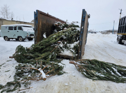 В Тамбове собрали больше 100 кубометров новогодних ёлок для ипподрома