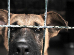 Липчане проверили, как справляется с отловом собак предприниматель из Тамбовской области