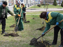 Почти 1000 молодых деревьев появятся на улицах Тамбова