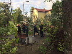 В Котовске до сих пор не убраны поваленные ураганом деревья 