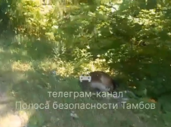 Трое тамбовчан серьёзно пострадали в ДТП с лосем на трассе «Моршанск-Пичаево»