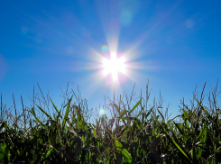 В предстоящие дни в Тамбове будет солнечно и жарко