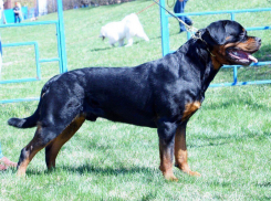 Площадку для дрессировки и выгула собак построят на севере Тамбова 