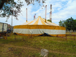 Застрявшему в Тамбове цирку-шапито нечем кормить животных