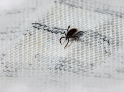 224 человека за неделю пострадали от клещей в Тамбовской области