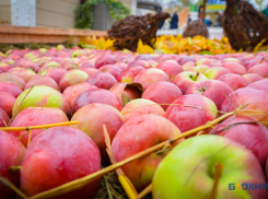 Больше яблок, хороших и разных! 17,5 тысяч тонн сочных фруктов собрали на Тамбовщине