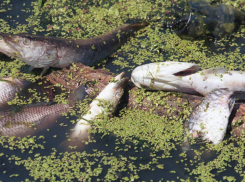 Минэкологии опровергло факт массовой гибели рыбы в Никифоровском округе