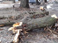 В Котовске пенсионера убило упавшим от ветра фрагментом дерева