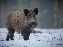 В Тамбовской области выросло поголовье диких животных