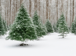 Более 20 ёлочных базаров начнут работать с 15 декабря