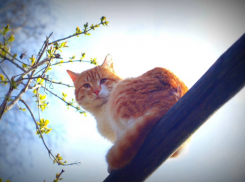 Март удивит тамбовчан аномально высокими температурами