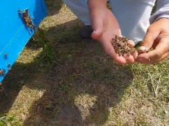 Массовая гибель пчёл отмечена в Ржаксинском округе