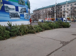 В Тамбове ликвидировали точки незаконной продажи ёлок