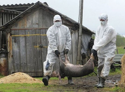 В Жердевском районе Тамбовской области найдены трупы зараженных африканской чумой свиней