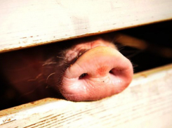 Первомайский мясоптицекомбинат продают за 44,5 миллиона рублей