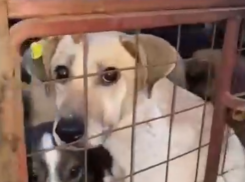 На территории Тамбовской области обнаружен прицеп с замученными собаками 