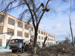 Тамбовчане смогут узнать в онлайн-сервисе, куда пропадают деревья с городских улиц