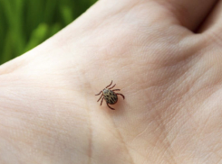 Клещи в Тамбовской области покусали уже больше 550 человек