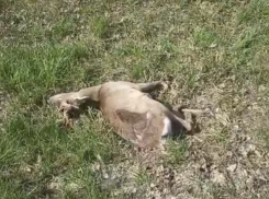 В Тамбовской области в ДТП погибла дикая косуля