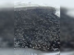 В обмелевшем пруду в Тамбовской области погибло около 13 тысяч рыб