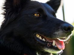 Покусанный бездомными собаками в Бокино мальчик получит 10 тысяч рублей компенсации