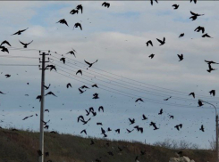 Хичкок по-тамбовски: скопление птиц у тамбовского мусорного полигона пугает автомобилистов