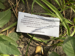 Тамбовчане поймали тараканов, которых подбрасывают дезинсекторы 