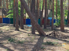 В тамбовском лагере «Ласточка» в Пригородном лесу начали вырубать сосны
