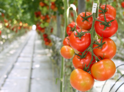 На 15% подорожали помидоры «Тепличного» из-за холодного лета