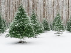 В Тамбовской области заработали ёлочные базары