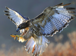 Тамбовский аэропорт будут защищать хищные птицы