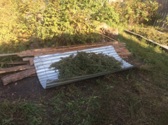 10 кг марихуаны и 45 кустов конопли изъято на рассказовской улице Салмановка 