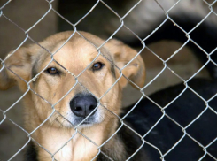 Власти Мучкапского района не заключили контракт на отлов бездомных животных