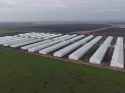 Продукция «Токарёвской птицефабрики» буквально напичкана лекарствами 